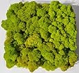 Reindeer Moss, Preserved - Spring Green (Chartreuse), 20-Ounce (1.25 Pounds) in a Designer Series Clear Case. (Reico Art 108055 - Soft and Colored Reindeer Moss)