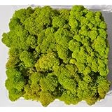 Reindeer Moss, Preserved - Spring Green (Chartreuse), 20-Ounce (1.25 Pounds) in a Designer Series Clear Case. (Reico Art 108055 - Soft and Colored Reindeer Moss)