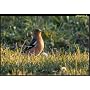 Sigma T�l�objectif 120-400 mm / F4,5-5,6 APO DG OS&hellip de Sigma