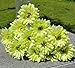 10 PCS Real Touch Latex Silk Artificial fake plastic Daisy Chrysanthemum Flowers Sun Chrysanthemum,Sunflower, Simulation Gerber, Dimorphotheca,Party Room home Decoration DIY Flower Bouquet (green)