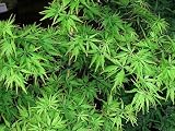 Shigure Bato Japanese Maple - Bonsai or Outdoors - Acer
