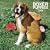 Boxer Puppies 2009 Square Wall Calendar
