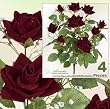 FOUR Bundles of 22" Velvet Rose Bushes with gyps_ Red