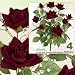 FOUR Bundles of 22" Velvet Rose Bushes with gyps_ Red