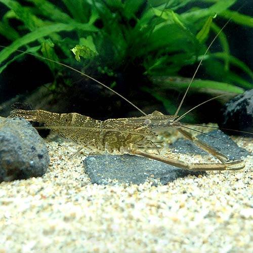 （エビ・貝）テナガエビ（１匹）　北海道・九州・沖縄航空便要保温