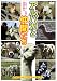 ����ѥ�����֤��� [DVD]
