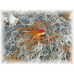 Tolle maritime Deko Krake ca. 12,5 cm z.B. f�r das Fischernetz