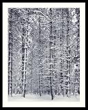 Pine Forest in the Snow, Yosemite National Park Framed Art Print by Ansel Adams, Image size: 20.50"" x 26.50""