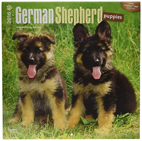German Shepherd Puppies - 2016 Calendar 12 x 12in