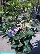 Declaration Lilac Five Gallon Plant