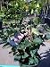 Declaration Lilac Five Gallon Plant