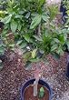 Semi Dwarf Tarocco Blood Orange Tree Five Gallon