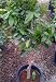 Semi Dwarf Tarocco Blood Orange Tree Five Gallon