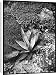 Canvas Prints of Agave Panyi or Parryi (Parrys Agave) from Mary Evans