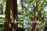 Eigenschaften fesaja-versand  / Urwelt - Mammutbaum, chinesisches Rotholz, Dawn Redwood / Metasequoia glyptostroboides (Saatgut, Samen)