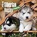 Siberian Husky Puppies 2016 Small Wall Calendar