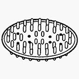 Interdesign #30101 Large White Soap Saver Dish