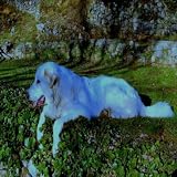 Old Dog