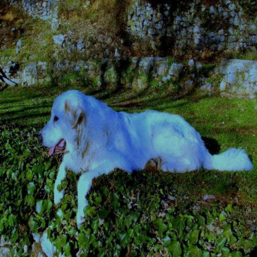 Old Dog