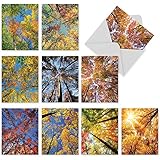 M2006 Over The Top: 10 Assorted Blank Note Cards Featuring Colorful, Nature Inspired Photography Of Autumnal Trees Reaching Skyward, W/Matching Envelopes.