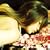 ave;new 2nd original album �wsuite �ʏ�Ձx