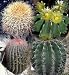Mixed Barrel Cactus 20 Seeds - Ferocactus