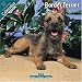 terrier47  - Border Terrier 2010 Wall Calendar 1008110