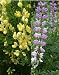 Lupin - Arboreus Mixed (Tree Lupin) - 15 Seeds