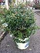 Sunshine Blueberry Two Gallon Plant