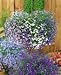 Regatta Mix Lobelia - Lobelia erinus - .05 Grams - Approx. 30 Gardening Seeds - Flower Garden Seed