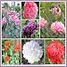 500 Seeds, Peony Poppy "Double Mixture" (Papaver paeoniflorum) Seeds By Seed Needs
