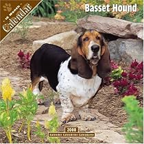 Basset Hound