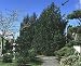 INCENSE CEDAR - CALOCEDRUS DECURRENS - BONSAI OR GARDEN - 5 SEEDS