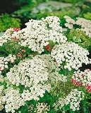 Yarrow Seeds - Achillea Millefolium - .02 Grams - Approx 100 Gardening Seeds - Herb Garden Seed