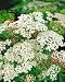 Yarrow Seeds - Achillea Millefolium - .02 Grams - Approx 100 Gardening Seeds - Herb Garden Seed