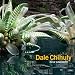 Art of Dale Chihuly Wall Calendar 2012 (Size 12" X 12")