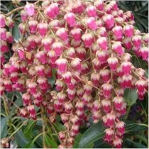 Birthday Gifts - Pieris Valley Valentine