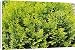 Canvas Prints of Hinoki false cypress Nana Aurea from Science Photo Library