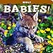 Wolf Babies!