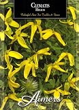 Aimers 3190 Clematis Helios Seed Packet