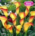 Selina Calla Lily Bulb - NEW - Bright Yellow, Red Edge