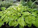 Hosta 'Gold Drop'