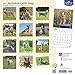 2017 Monthly Wall Calendar - Australian Cattle Dogs