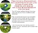 The Guru's Promotion, Success Principles and Inner Game for Porcelain Dolls On-line B...