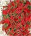Hanoi Red Pepper 10 Seeds - Rare - Very Hot