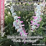 NEW人気のハーブ ピンクアメジストセージ(サルビア レウカンサ) 桃花3.5号苗 【人気の宿根草】
