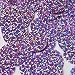 Round Flat Sequin 30mm Light Lavender Hologram Glitter Sparkle. Couture Paillettes. Made in USA