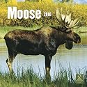 Moose 2010 Wall