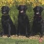 Flat-Coated Retrievers 2010 Wall
