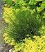 Prehistoric Dwarf Horsetail Rush Plant - Equisetum